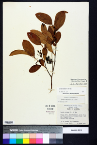 Lyonia mariana image