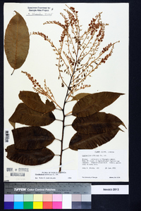 Oxydendrum arboreum image