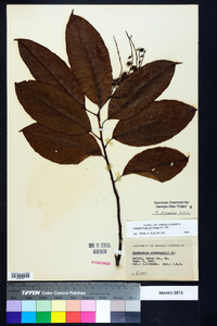 Oxydendrum arboreum image