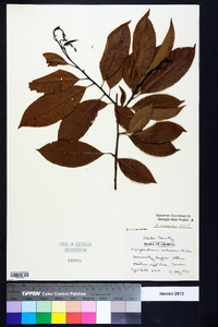 Oxydendrum arboreum image