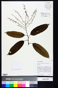 Oxydendrum arboreum image