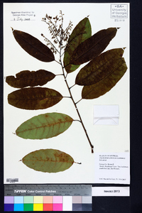 Oxydendrum arboreum image