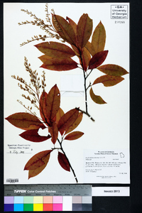 Oxydendrum arboreum image