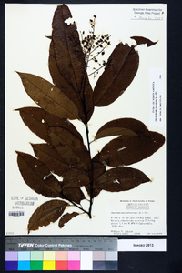 Oxydendrum arboreum image