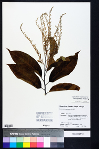 Oxydendrum arboreum image