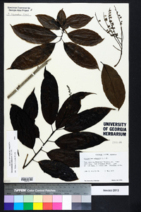 Oxydendrum arboreum image