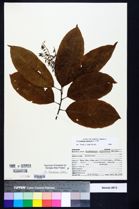 Oxydendrum arboreum image