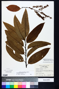 Oxydendrum arboreum image