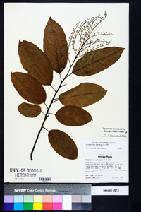 Oxydendrum arboreum image