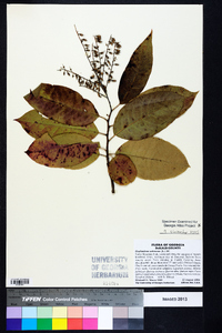 Oxydendrum arboreum image