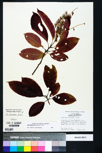 Oxydendrum arboreum image