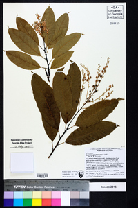 Oxydendrum arboreum image