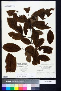 Oxydendrum arboreum image