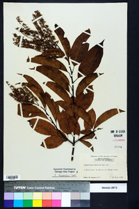 Oxydendrum arboreum image