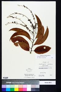 Oxydendrum arboreum image