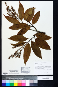 Oxydendrum arboreum image