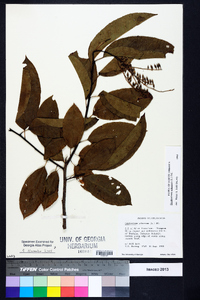 Oxydendrum arboreum image