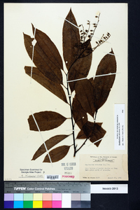 Oxydendrum arboreum image