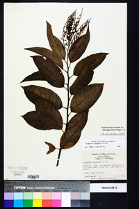 Oxydendrum arboreum image