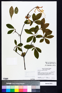 Rhododendron alabamense image