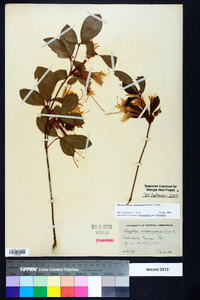 Rhododendron arborescens image