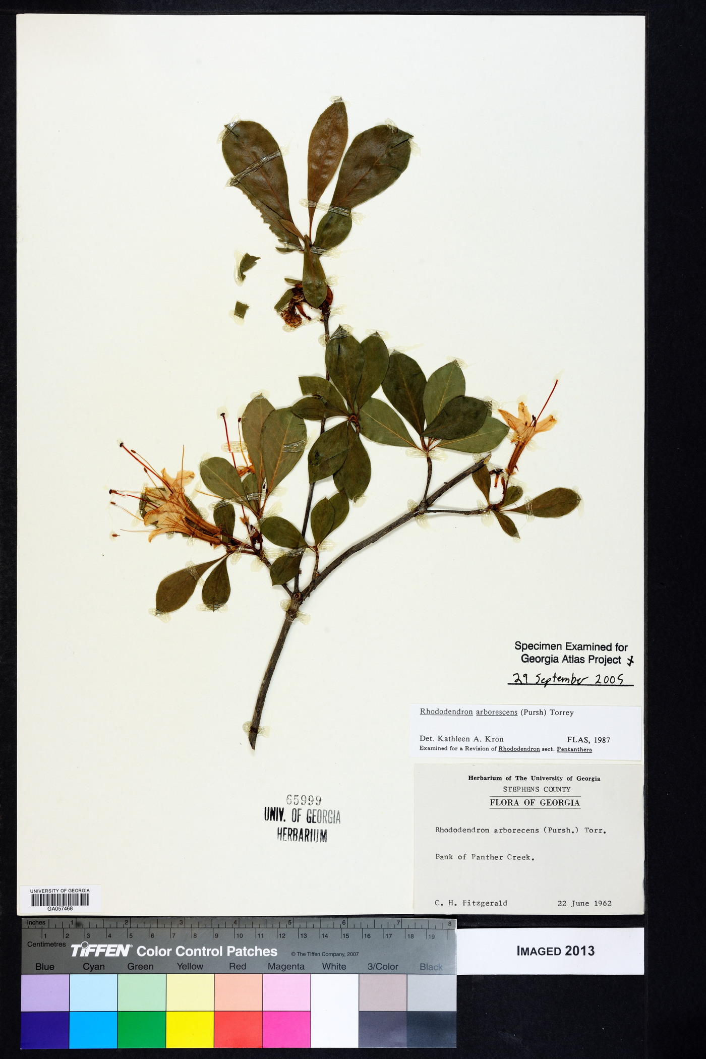 Rhododendron arborescens image