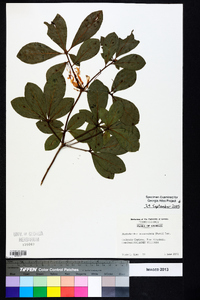 Rhododendron arborescens image