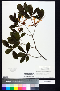 Rhododendron arborescens image