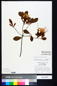 Rhododendron arborescens image