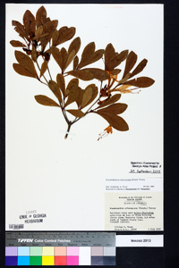 Rhododendron arborescens image