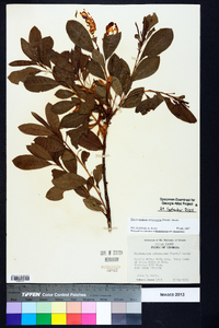 Rhododendron arborescens image