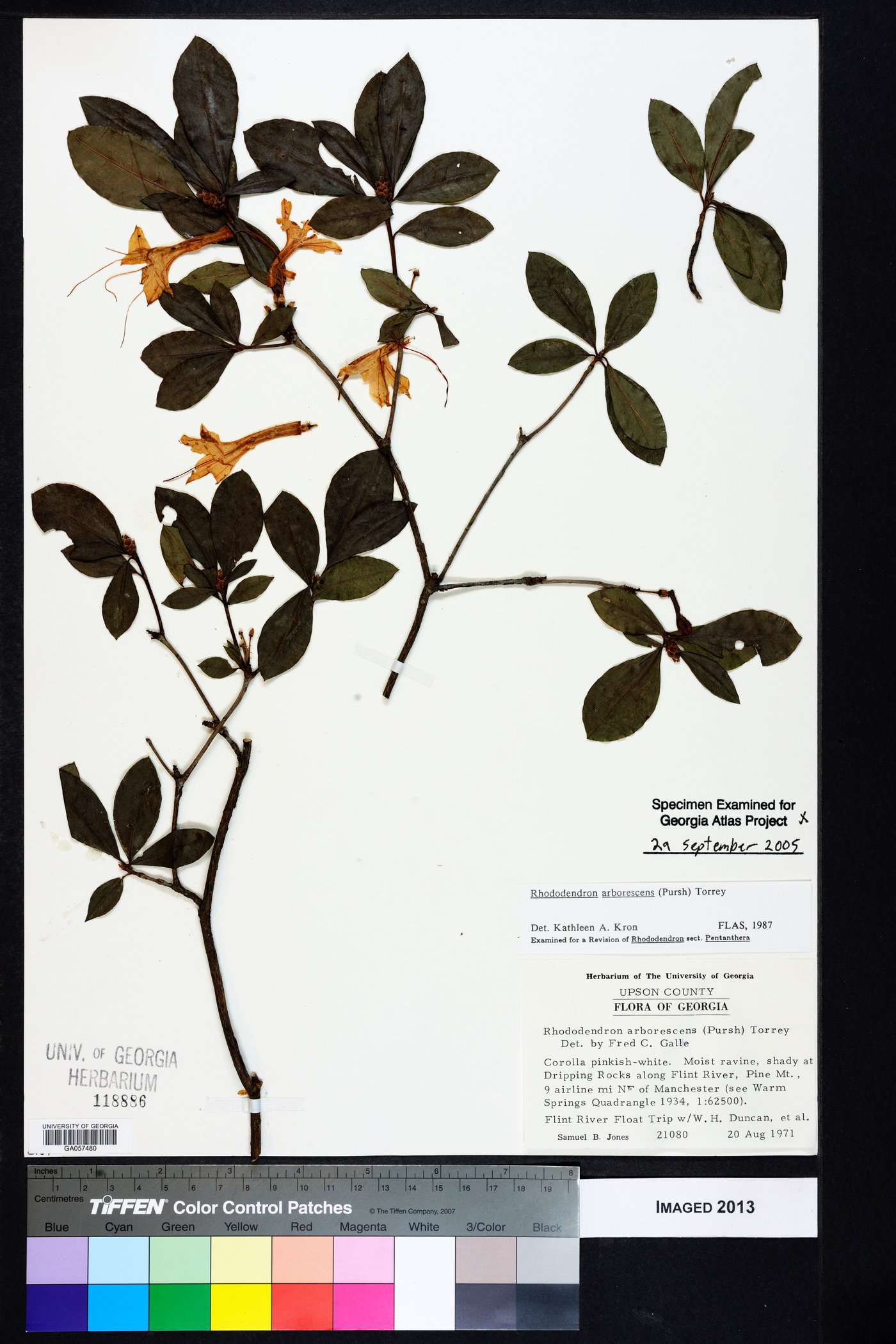 Rhododendron arborescens image