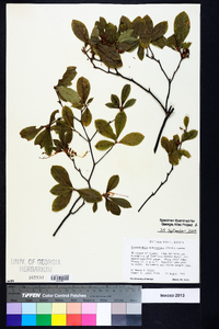 Rhododendron arborescens image