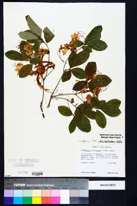 Rhododendron arborescens image