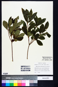 Rhododendron arborescens image