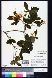 Rhododendron arborescens image