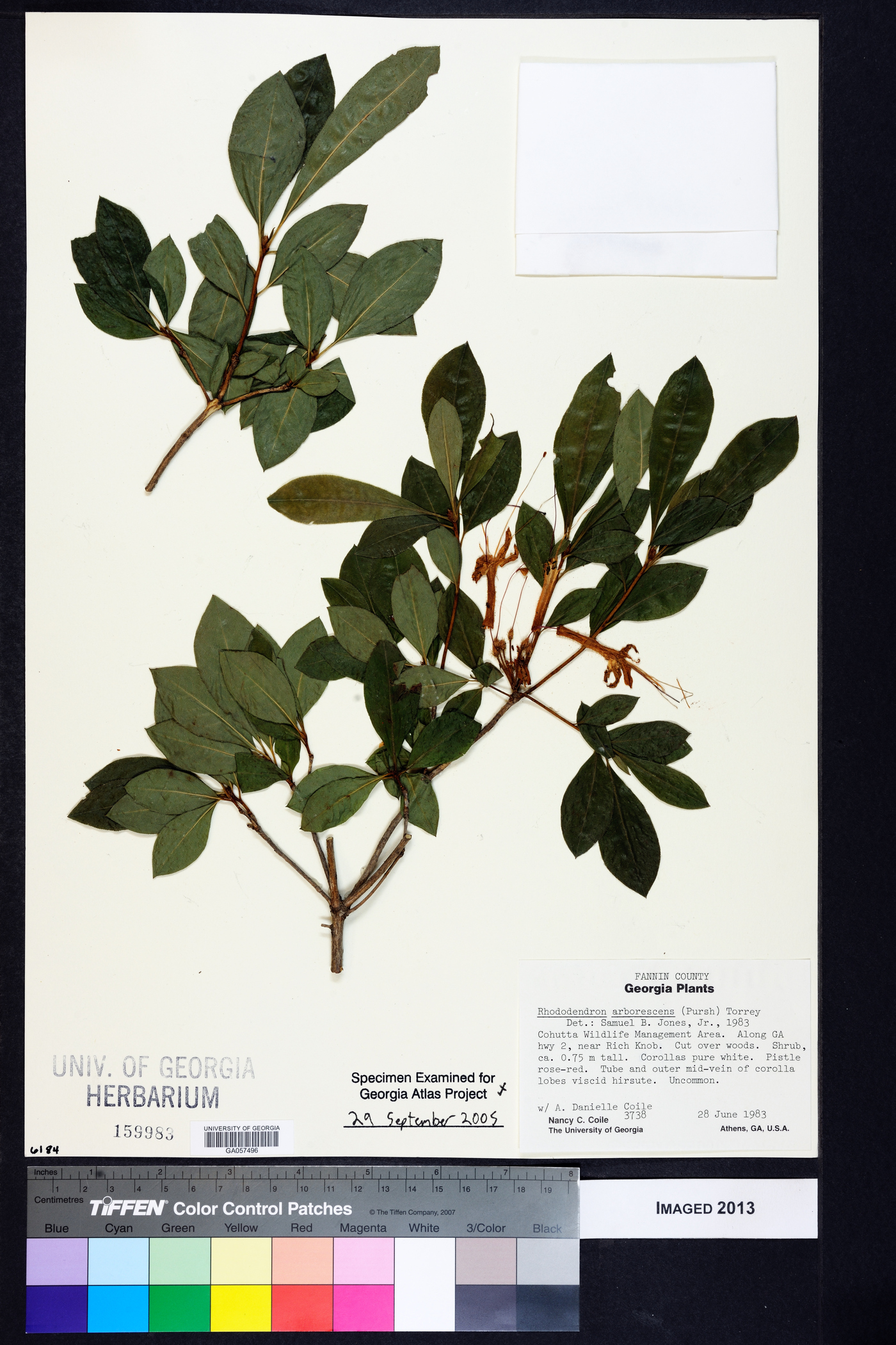 Rhododendron arborescens image