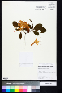 Rhododendron arborescens image