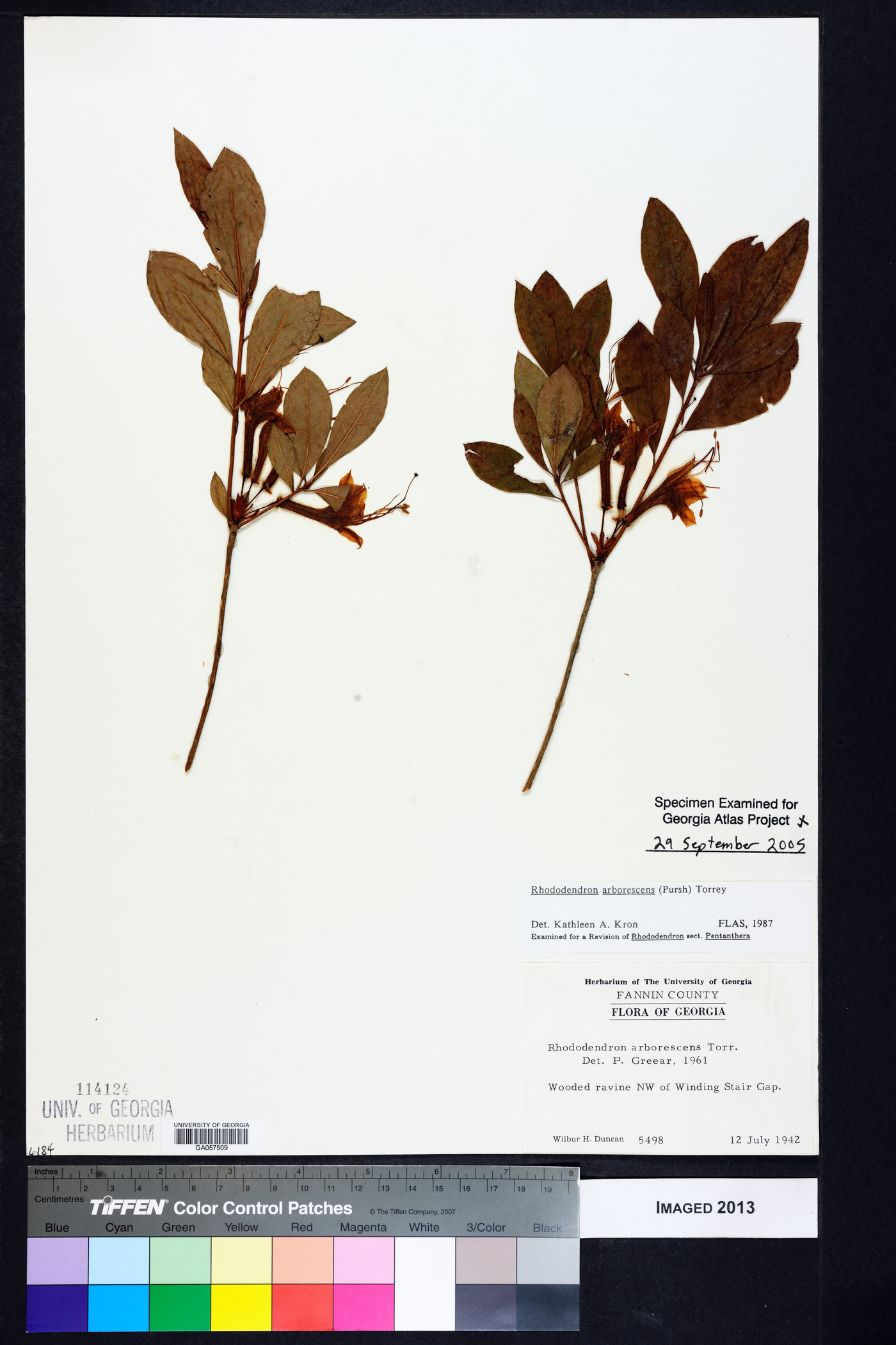 Rhododendron arborescens image