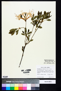 Rhododendron atlanticum image