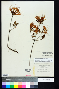 Rhododendron atlanticum image