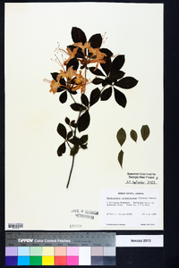 Rhododendron calendulaceum image