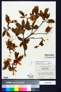 Rhododendron calendulaceum image