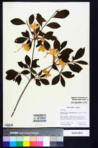 Rhododendron calendulaceum image