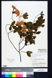 Rhododendron calendulaceum image