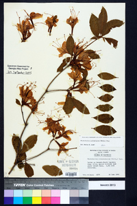 Rhododendron calendulaceum image