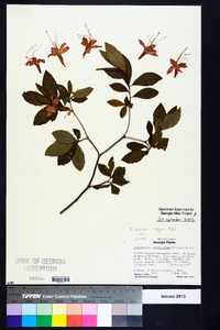 Rhododendron calendulaceum image