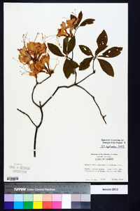 Rhododendron calendulaceum image