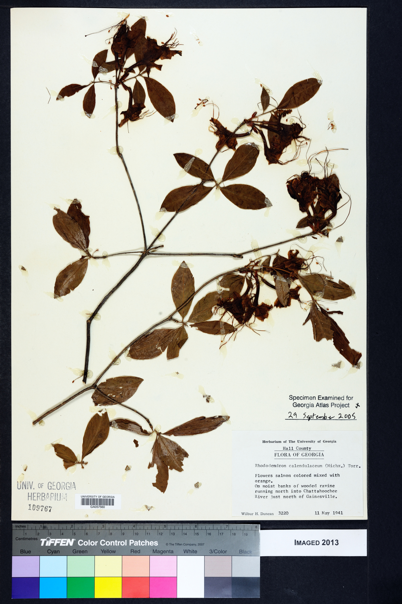 Rhododendron calendulaceum image