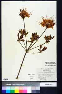 Rhododendron calendulaceum image